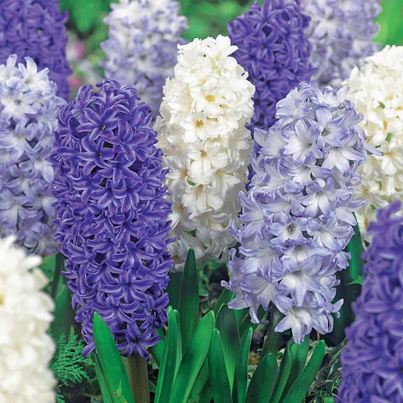 9 Jacinthes Harmonie blanches et bleues en mélange