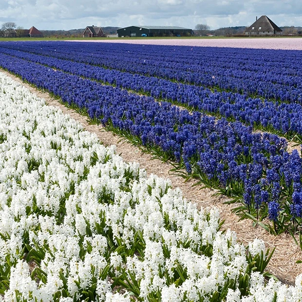 9 Jacinthes Harmonie blanches et bleues en mélange