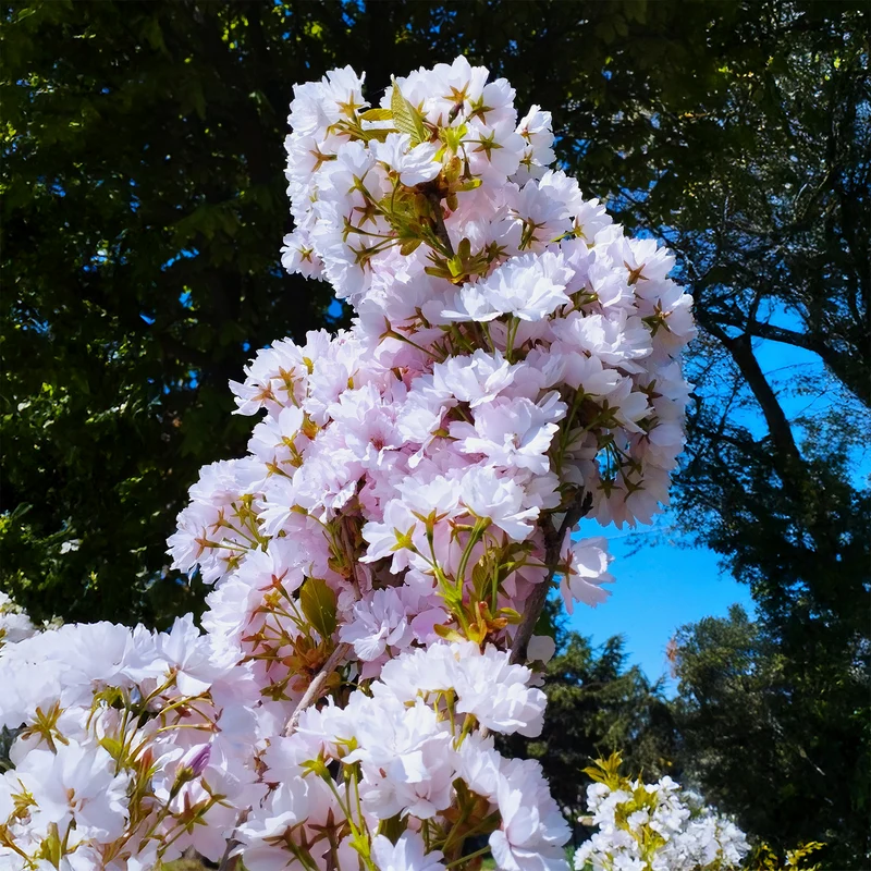 Cerisier à fleurs Amanogawa