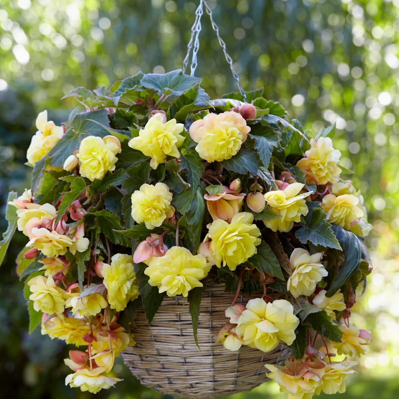 5 Bégonias parfumées Sunny Dream