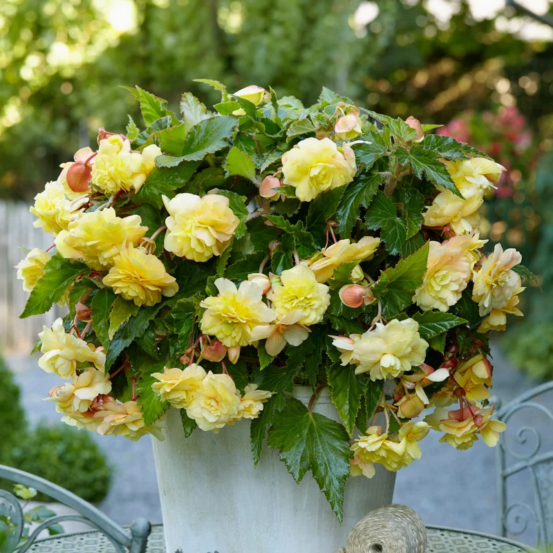 5 Bégonias parfumées Sunny Dream
