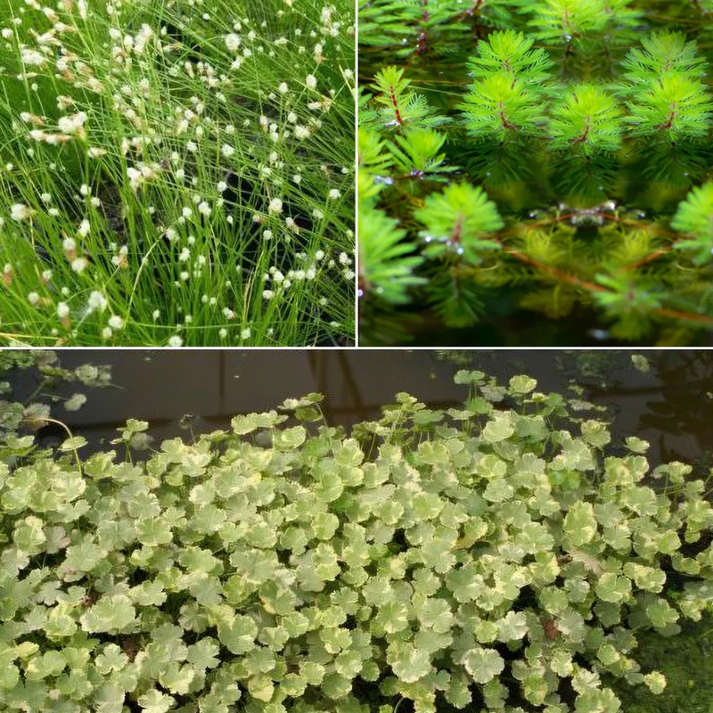 3 plantes oxygénantes en mélange