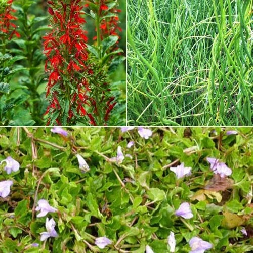 3 plantes de bassin avec panier et anneau de flottaison