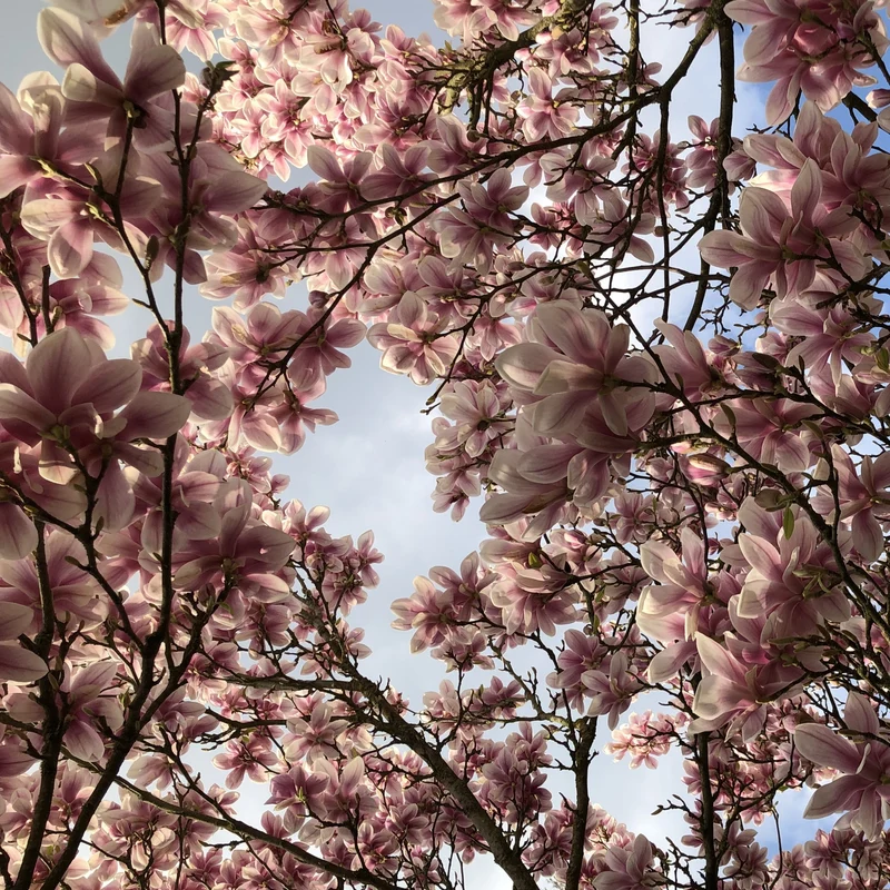 Magnolia de Soulange