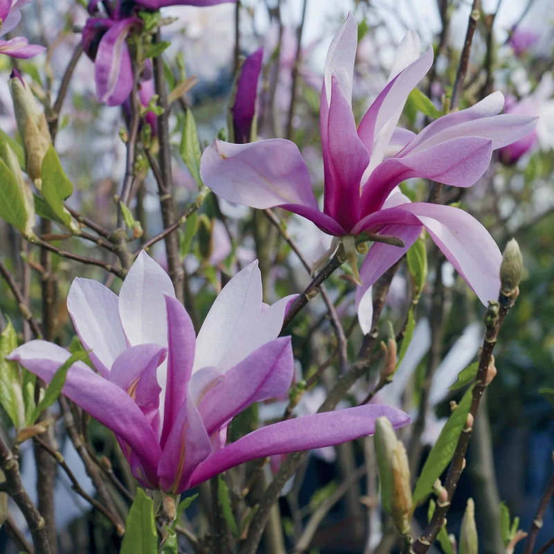 Magnolia de Soulange
