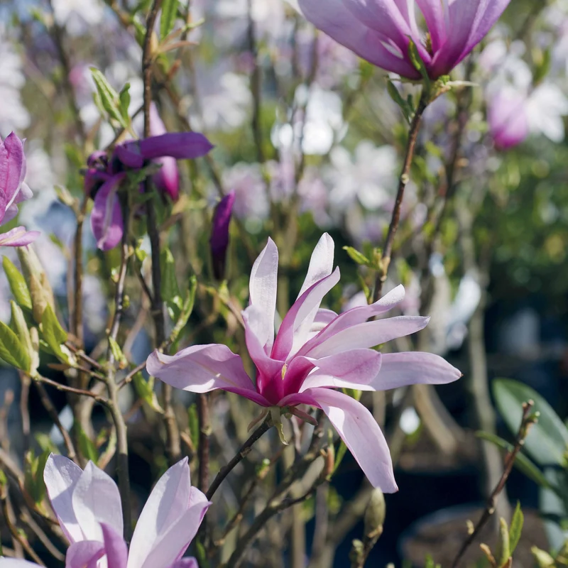 Magnolia de Soulange