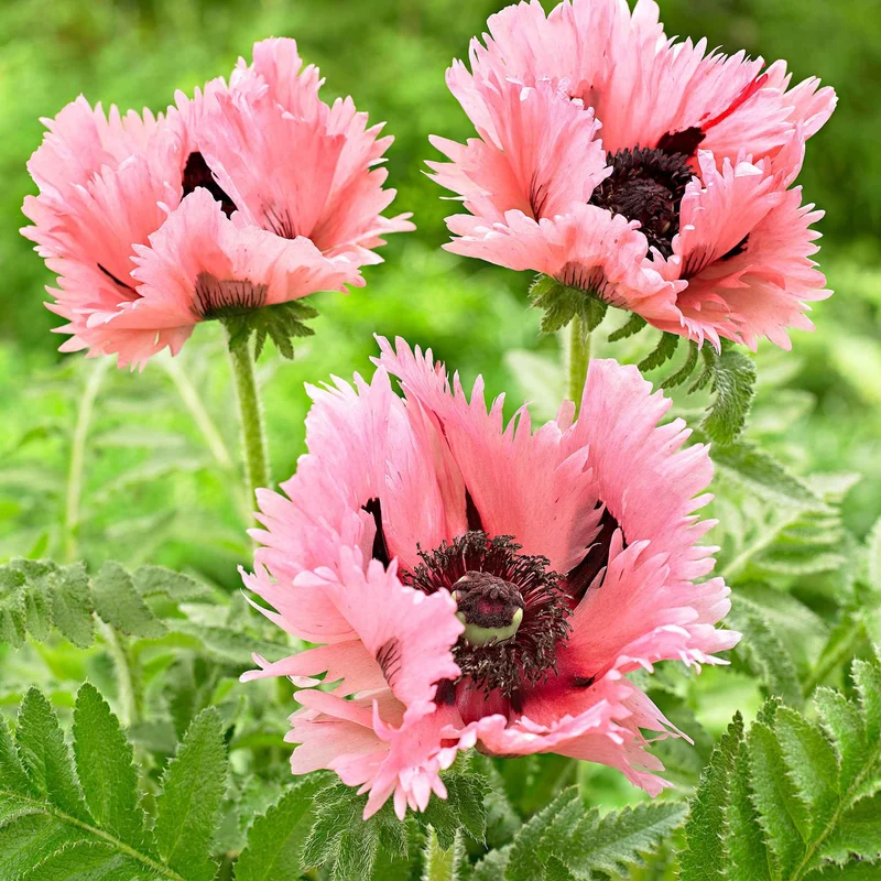 2 Pavots d'Orient Pink Perfection