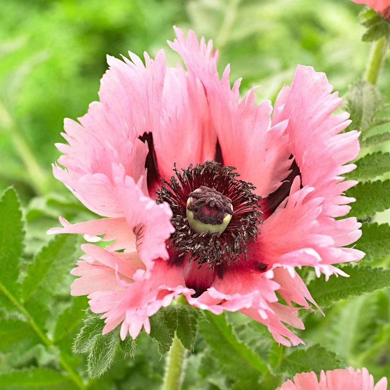 2 Pavots d'Orient Pink Perfection