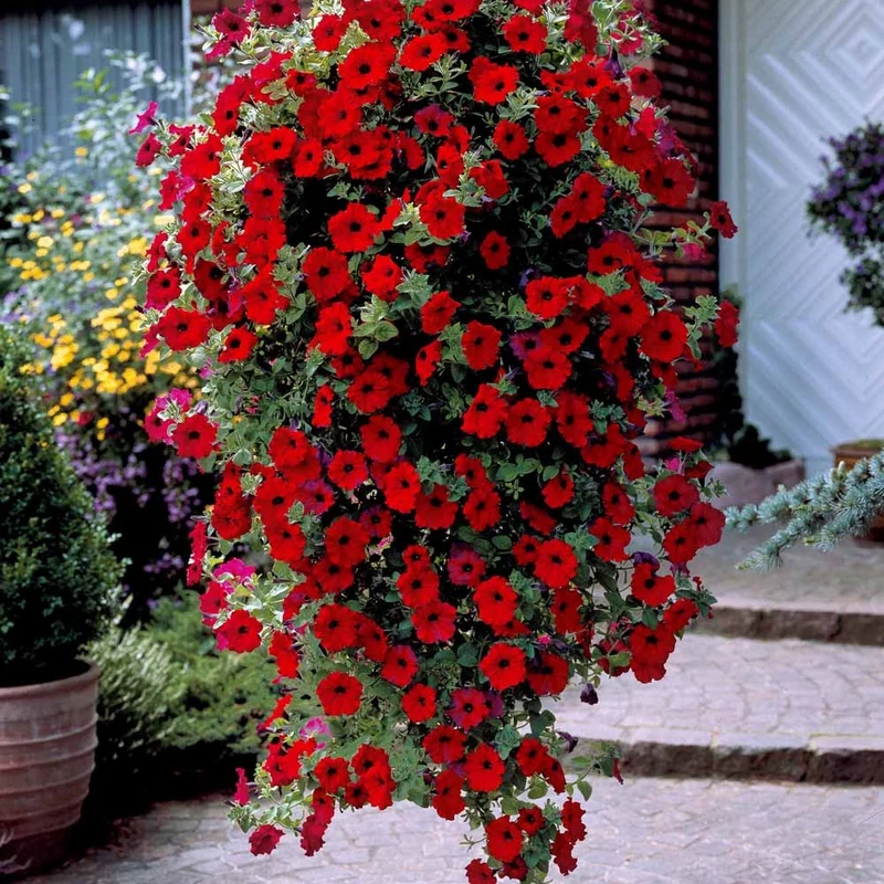3 Pétunias retombants rouges