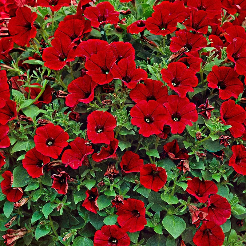 3 Pétunias retombants rouges