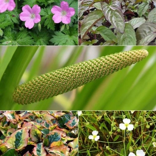 5 plantes de bassin et de berge parfumées en mélange