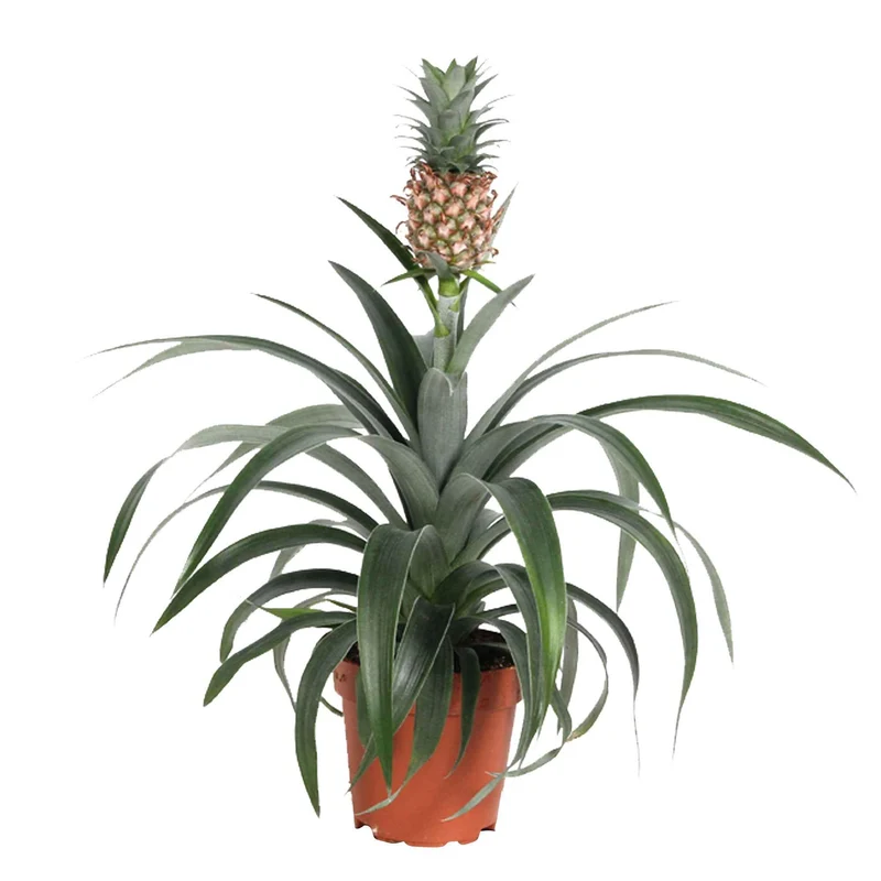 Ananas comosus