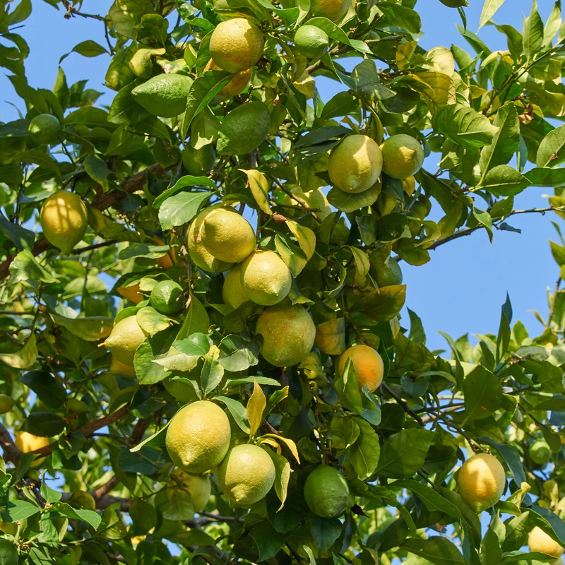 Citronnier des 4 saisons