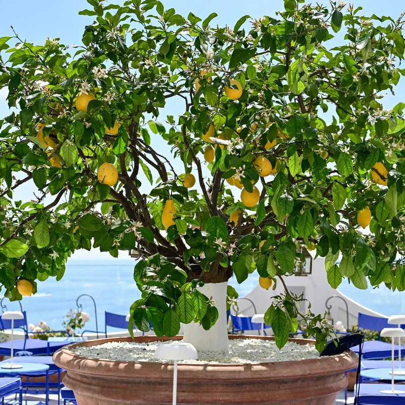 Citronnier des 4 saisons