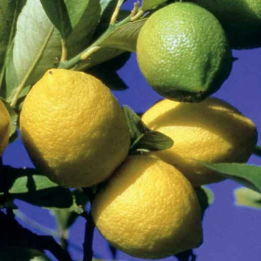 Citronnier des 4 saisons