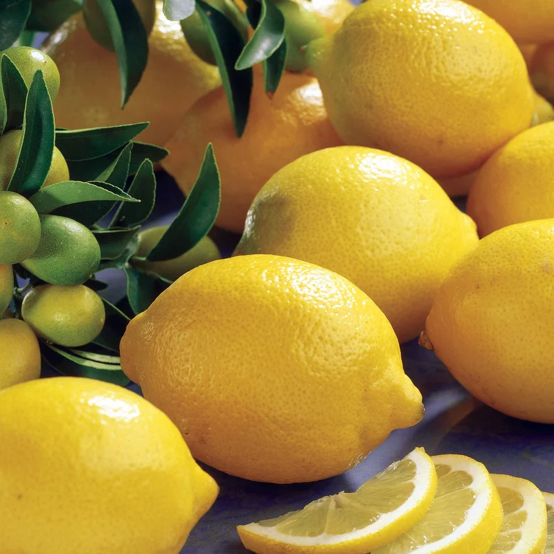 Citronnier des 4 saisons
