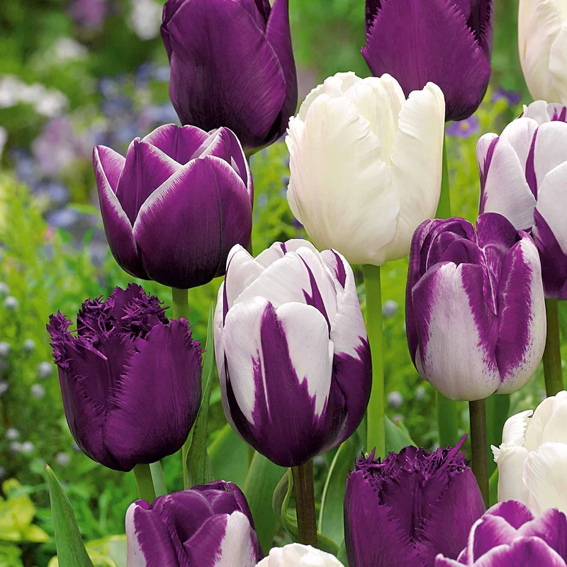 10 Tulipes mauves et blanches en mélange