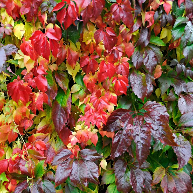 Vigne vierge Engelmannii