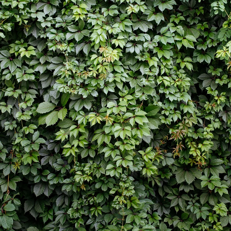 Vigne vierge Engelmannii