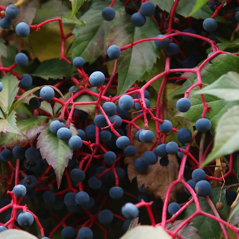 Vigne vierge Engelmannii