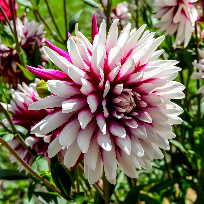 3 Dahlias Rebecca's World