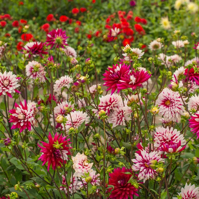 3 Dahlias Rebecca's World