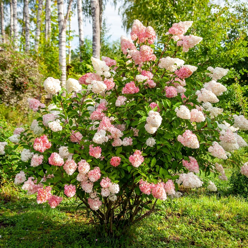 Hortensia paniculé Vanille Fraise® Renhy
