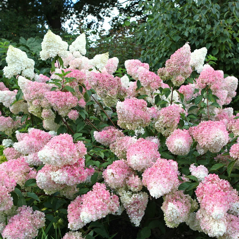 Hortensia paniculé Vanille Fraise® Renhy