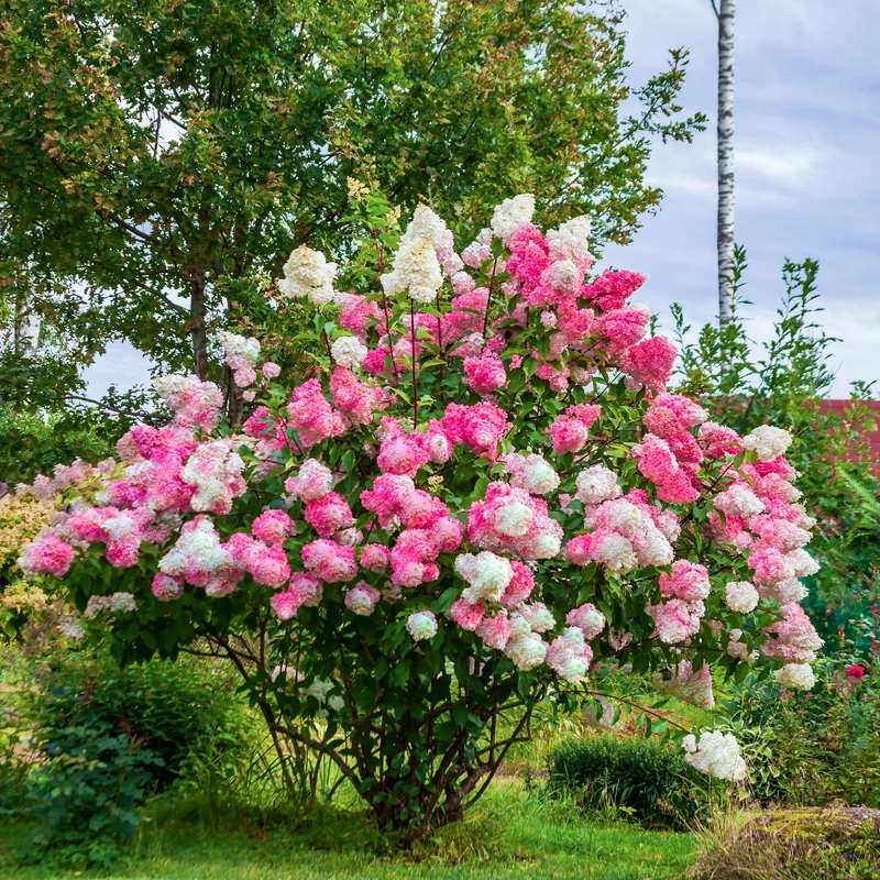 Hortensia paniculé Vanille Fraise® Renhy