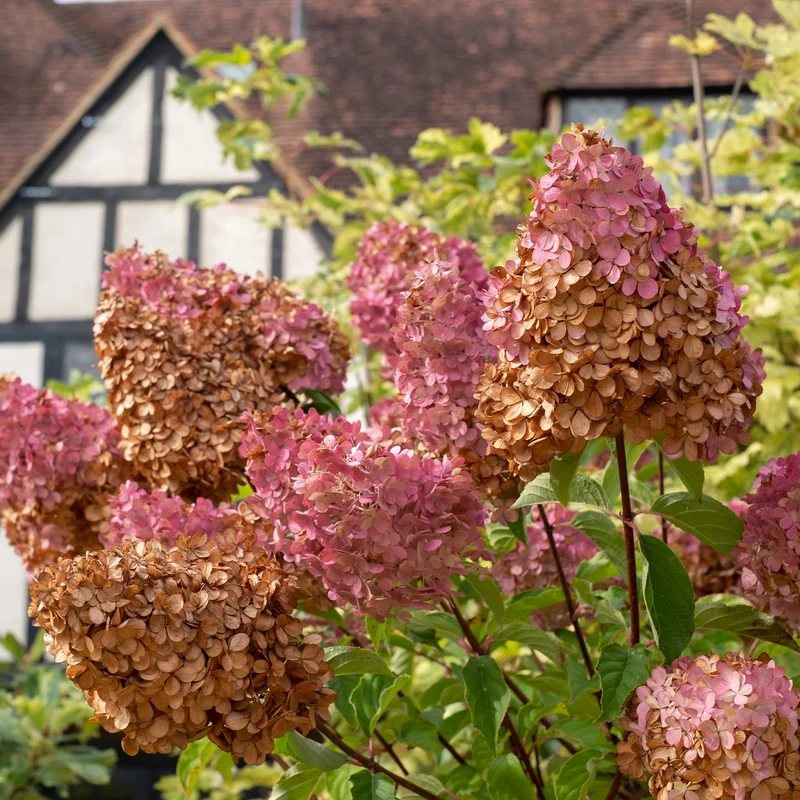 Hortensia paniculé Vanille Fraise® Renhy