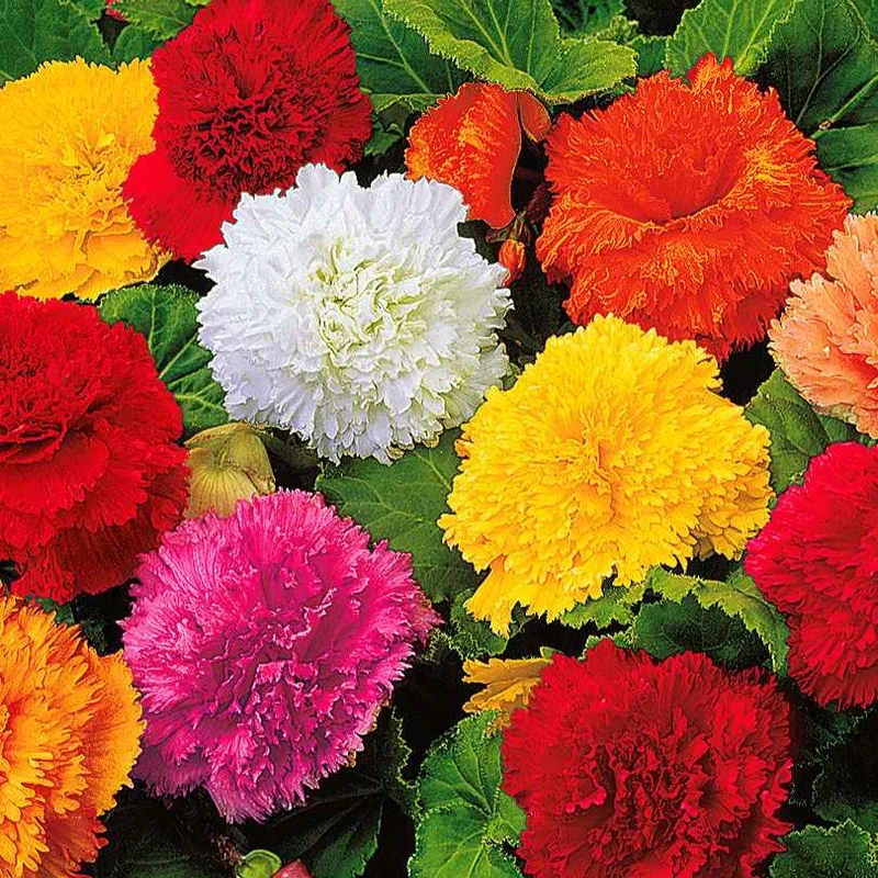 10 Bégonias frangés en mélange