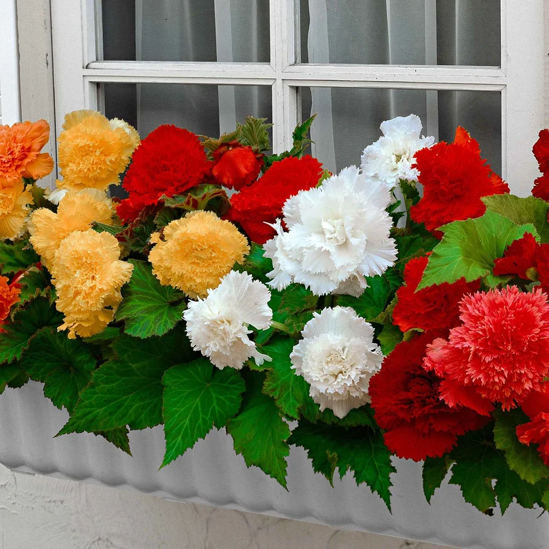 10 Bégonias frangés en mélange