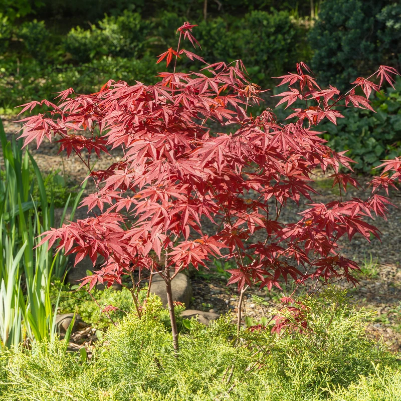 Erable pourpre du Japon