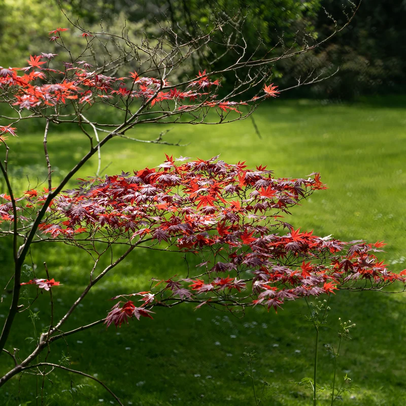 Erable pourpre du Japon