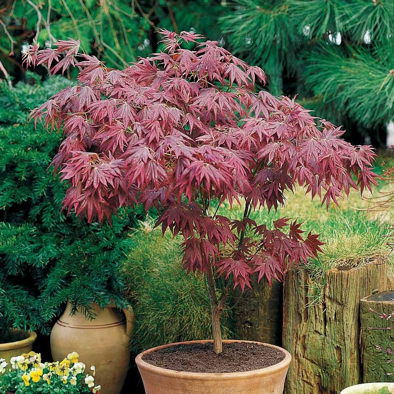 Erable pourpre du Japon