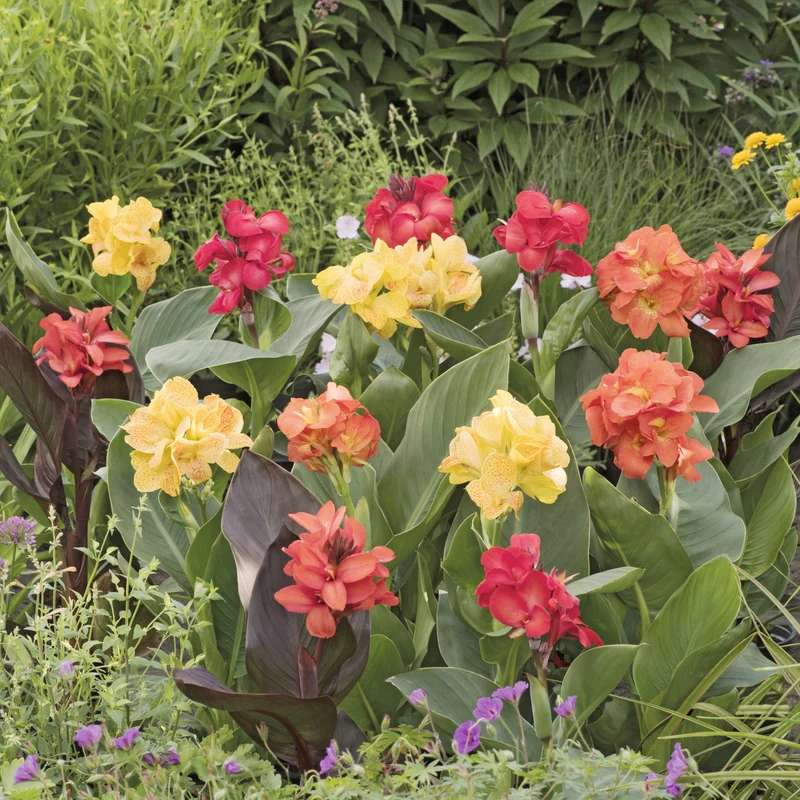 4 Cannas pour bordure en mélange
