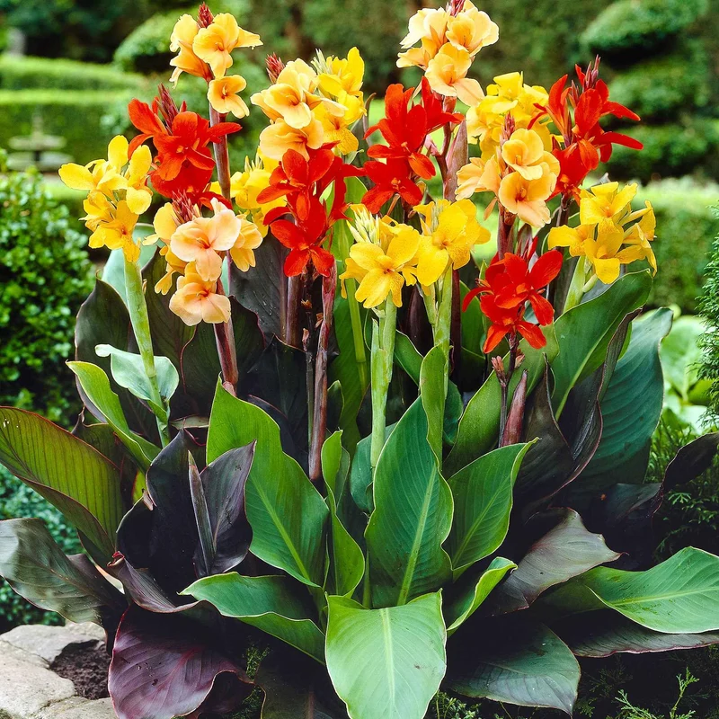 4 Cannas pour bordure en mélange
