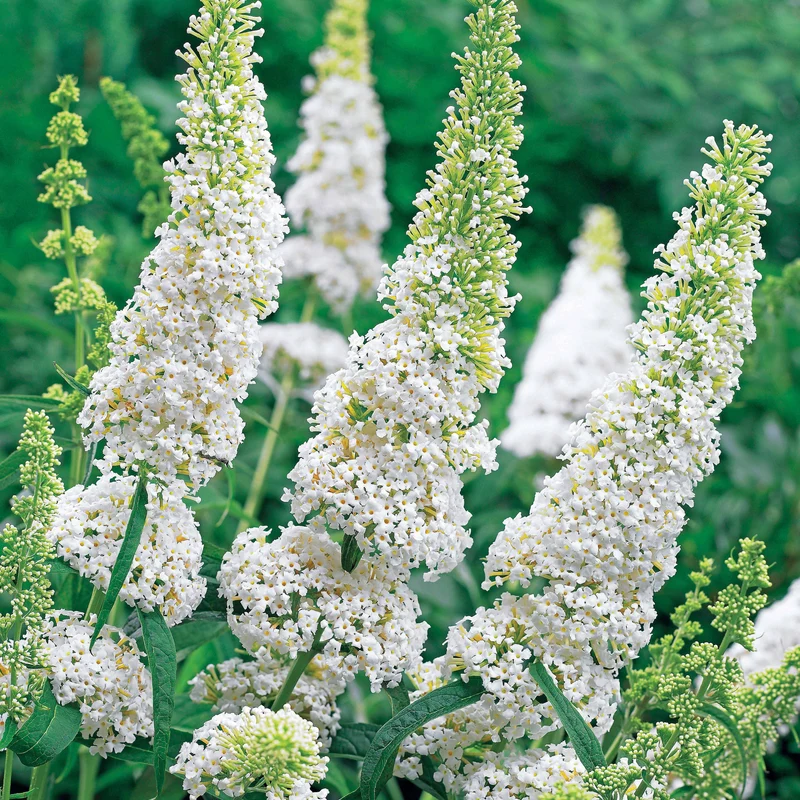 Arbre à papillons White Profusion