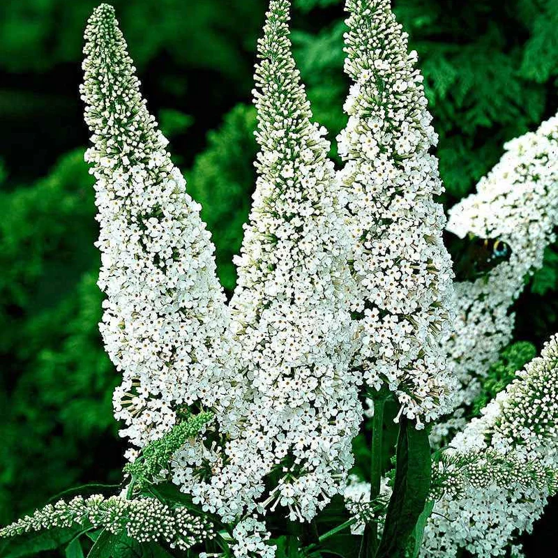 Arbre à papillons White Profusion