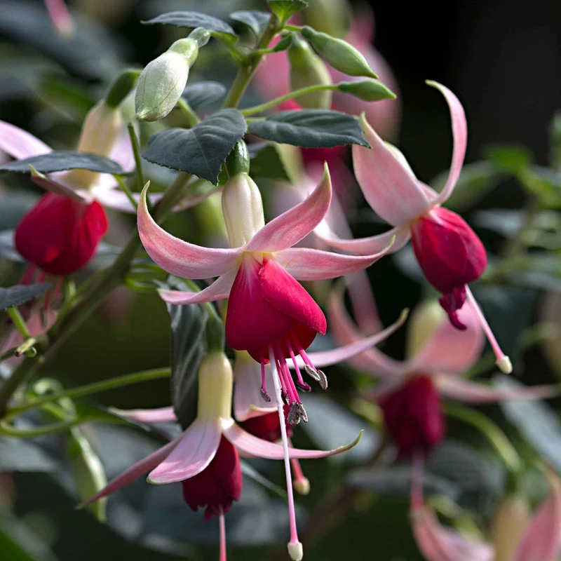 3 Fuchsias Celia Smedley