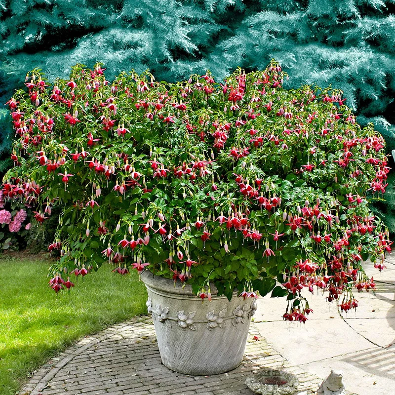 3 Fuchsias Celia Smedley