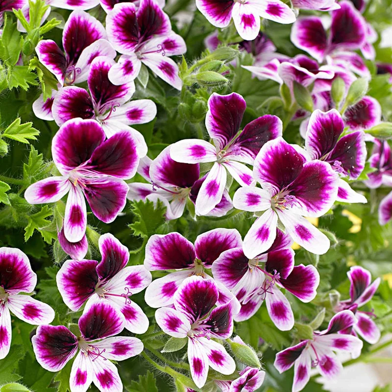 3 Pelargoniums odorants Mosquitaway Eva