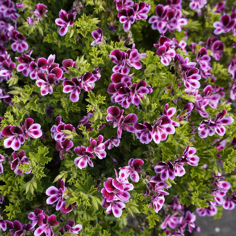 3 Pelargoniums odorants Mosquitaway Eva