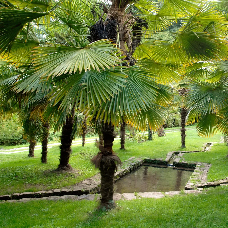 Palmier de Chine