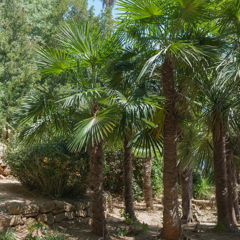 Palmier de Chine
