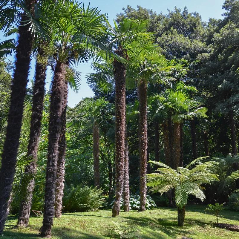Palmier de Chine