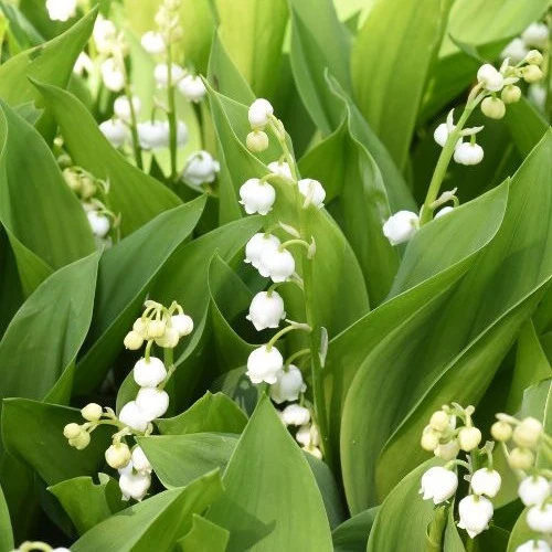 Muguet blanc
