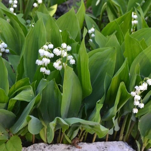 Muguet blanc