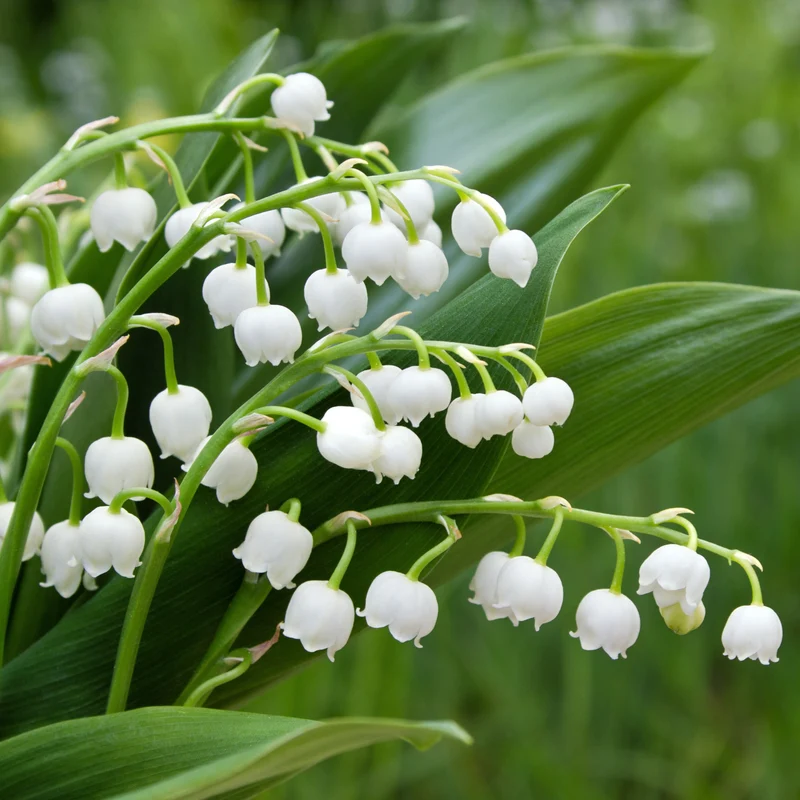 Muguet blanc