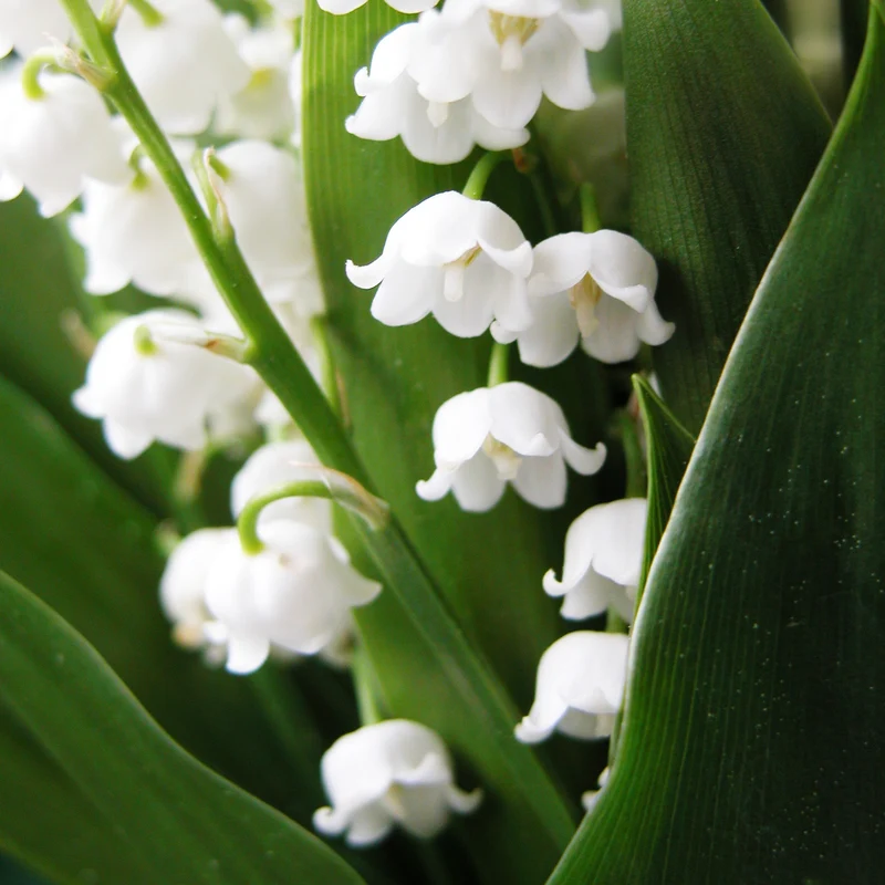 Muguet blanc